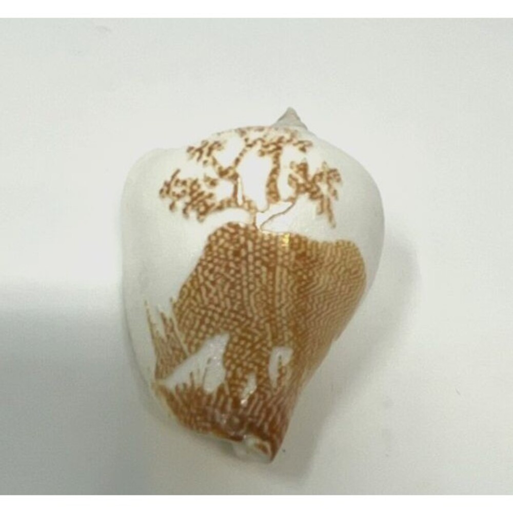 Vintage Hand Carved Rhino Sea Shell Decor 2.5”‎